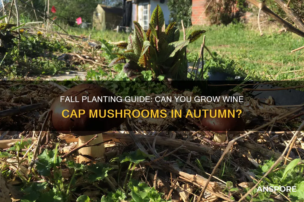 can wine cap mushrooms be planted in the fall