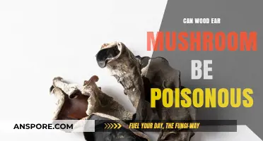 Are Wood Ear Mushrooms Safe? Debunking Poisonous Myths and Facts