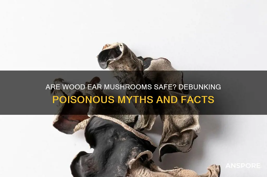 can wood ear mushrooms be poisonous
