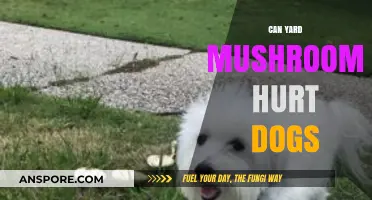 Can Yard Mushrooms Hurt Dogs? Risks and Safety Tips
