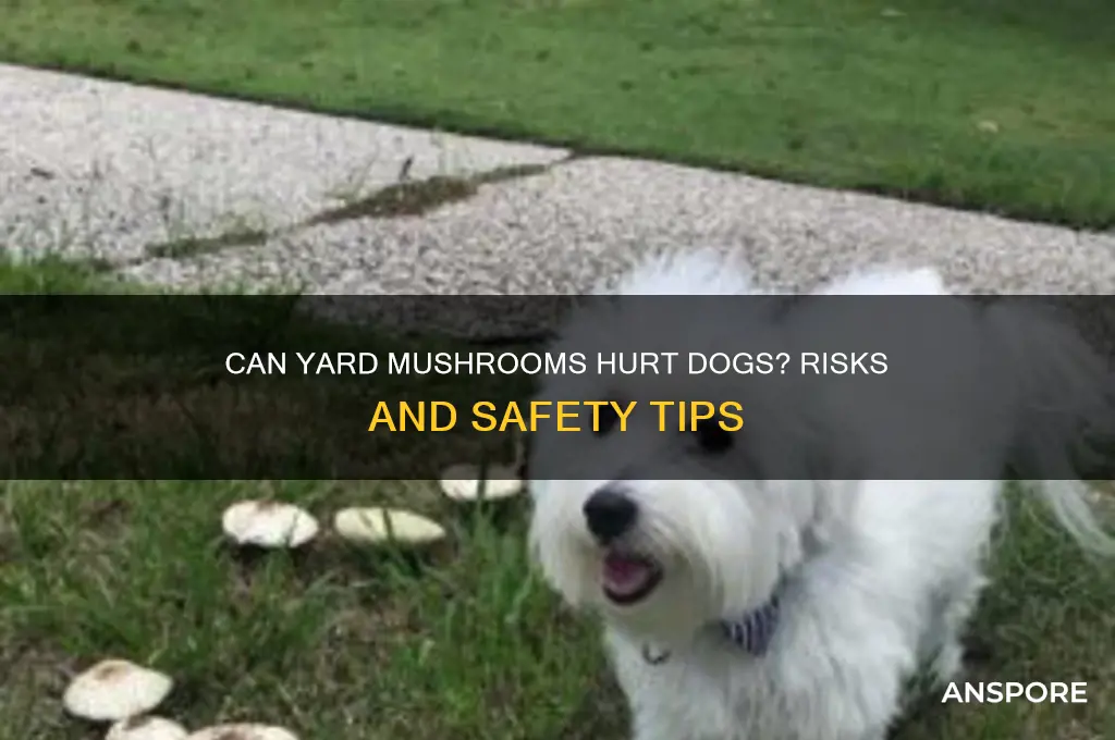 can yard mushrooms hurt dogs