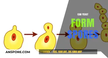 Can Yeast Form Spores? Unveiling the Survival Strategies of Yeast