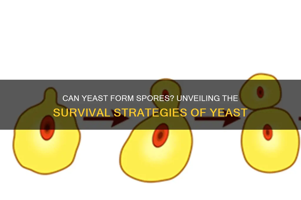 can yeast form spores