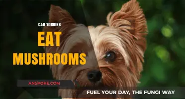 Can Yorkies Eat Mushrooms? A Safe Diet Guide for Owners