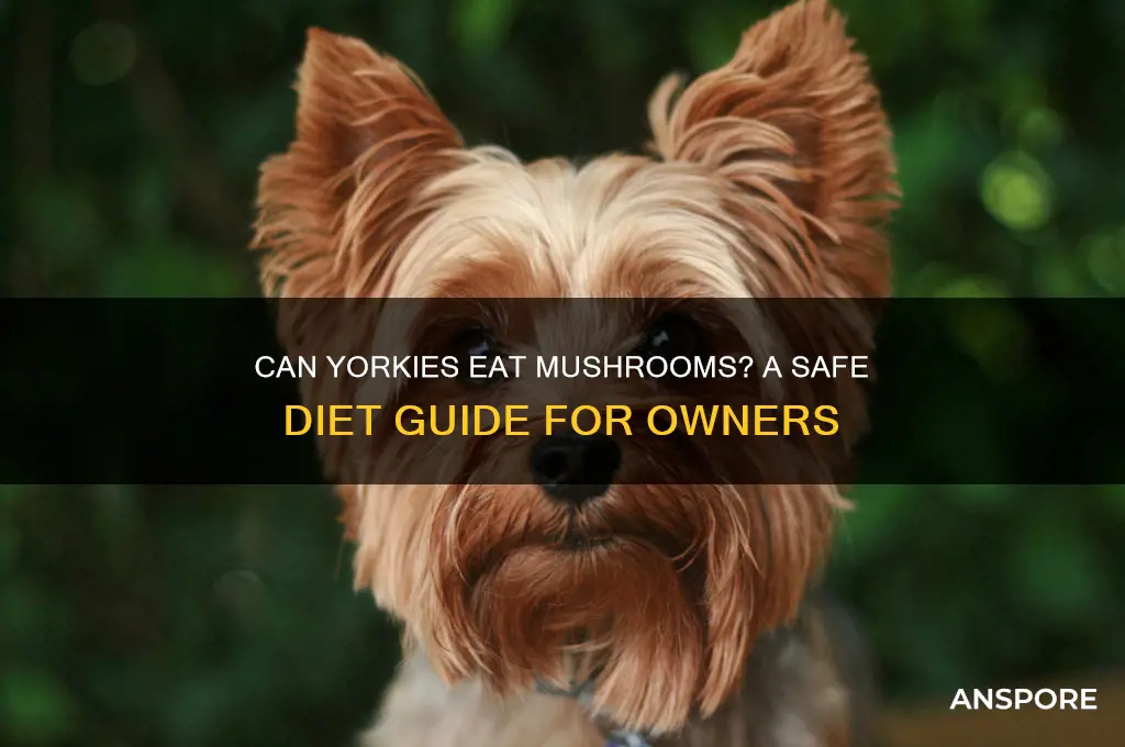 can yorkies eat mushrooms