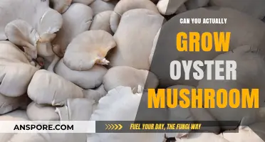 Growing Oyster Mushrooms: A Beginner's Guide to Successful Cultivation