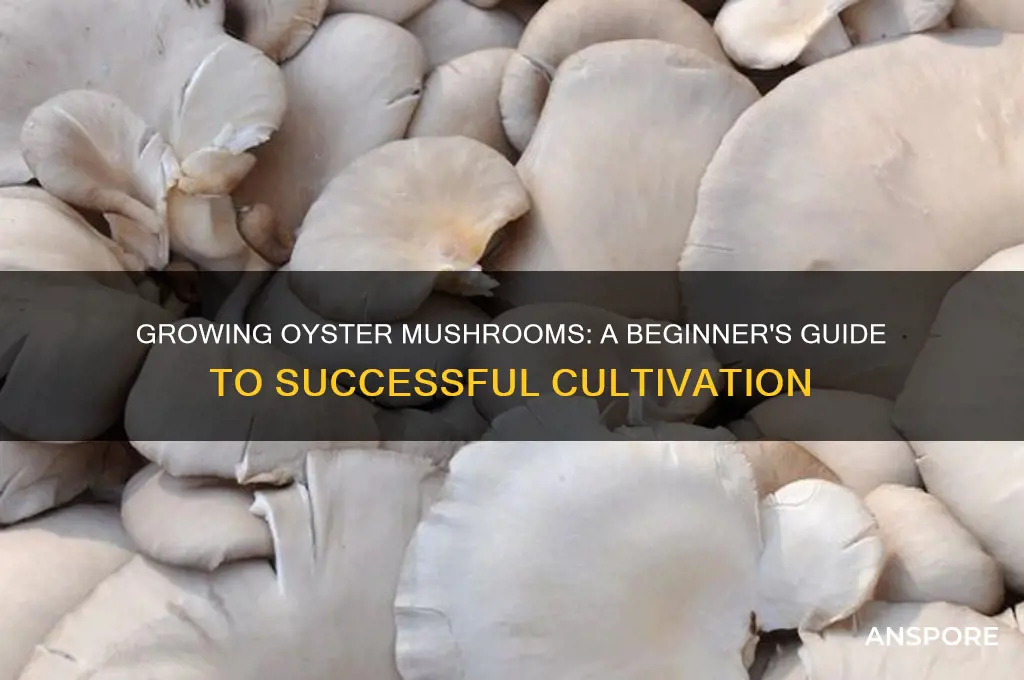 can you actually grow oyster mushrooms