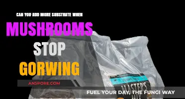 Revitalize Mushroom Growth: Adding Substrate to Boost Your Harvest