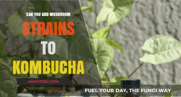 Mushroom Strains in Kombucha: Benefits, Risks, and Brewing Tips