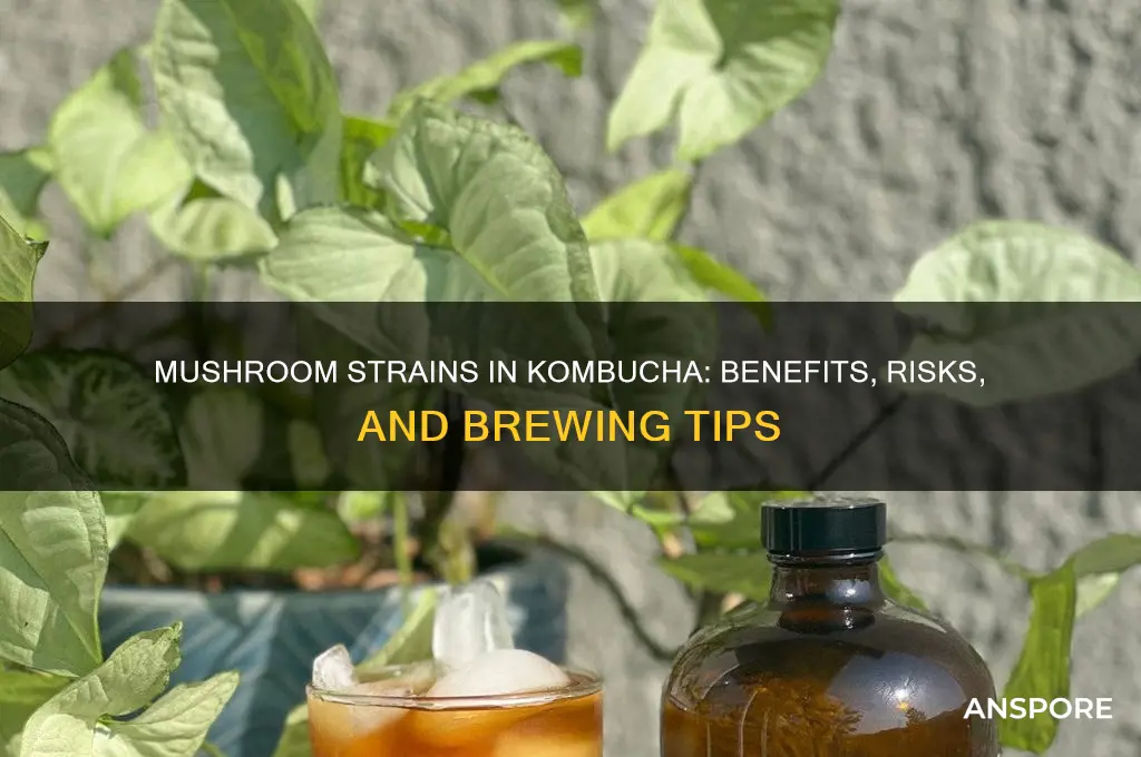 can you add mushroom strains to kombucha