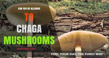 Chaga Mushroom Allergies: Uncovering Potential Risks and Reactions