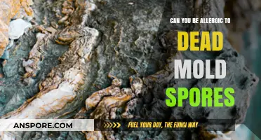 Dead Mold Spores: Can They Trigger Allergic Reactions?