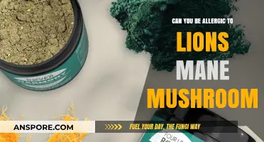 Lion's Mane Mushroom Allergies: Possible Risks and Symptoms Explained