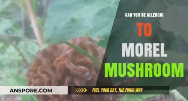 Can You Be Allergic to Morel Mushrooms? Symptoms and Risks