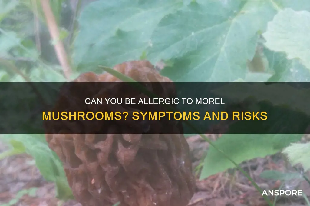 can you be allergic to morel mushrooms