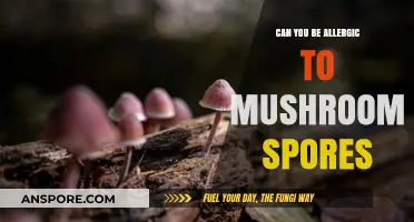 Can Mushroom Spores Trigger Allergies? Understanding the Risks and Symptoms