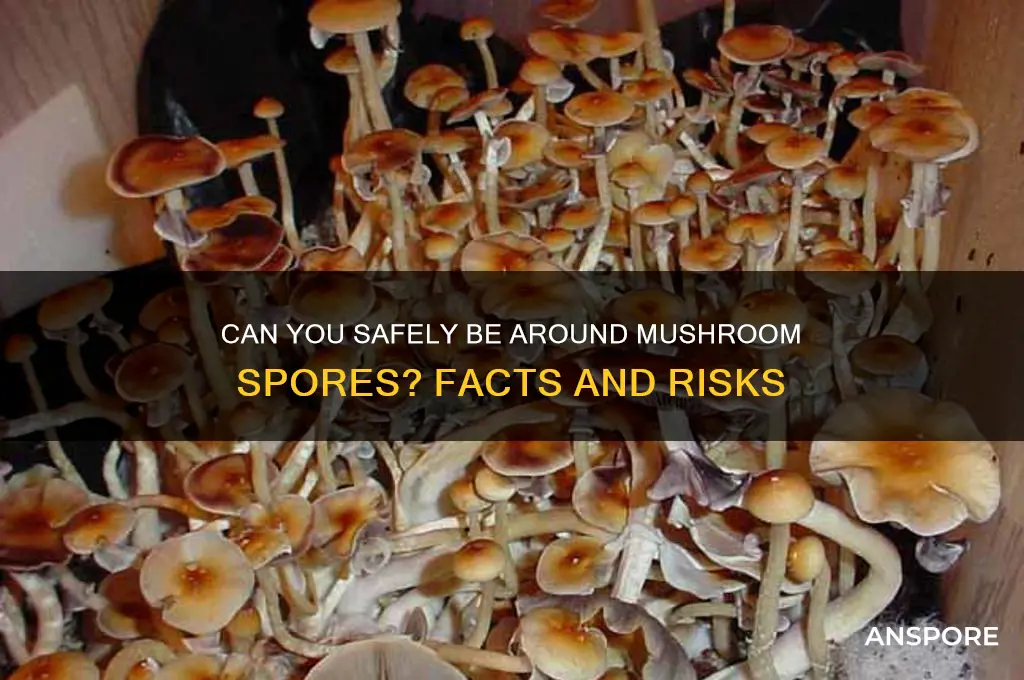 can you be around mushroom spores