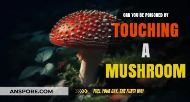 Touching Mushrooms: Poison Risks and Safety Tips Explained