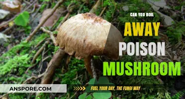 Boiling Poisonous Mushrooms: Can Heat Neutralize Their Toxicity?