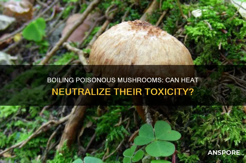 can you boil away poison mushroom