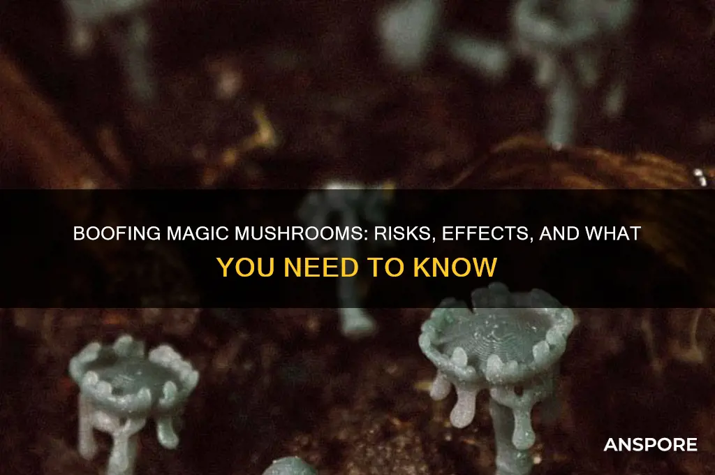can you boof magic mushrooms