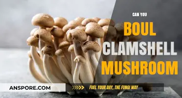 Can You Boil Clamshell Mushrooms? A Culinary Exploration