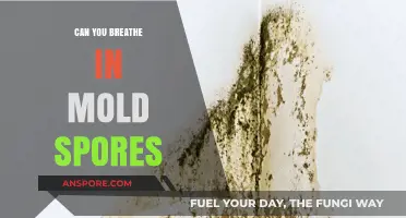 Breathing Mold Spores: Health Risks and Prevention Tips Revealed