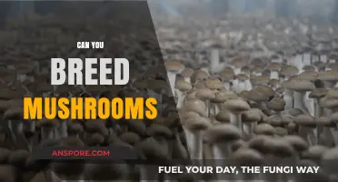 Breeding Mushrooms: Techniques, Challenges, and Tips for Successful Cultivation