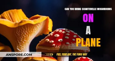 Flying with Chanterelles: Can You Pack These Mushrooms in Your Luggage?