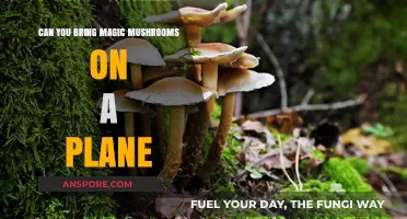 Flying with Fungi: Can You Bring Magic Mushrooms on a Plane?