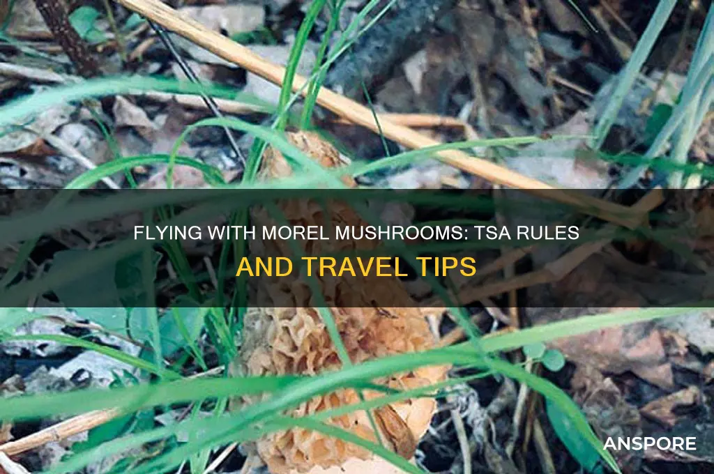 can you bring morel mushrooms on a plane