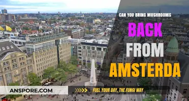Bringing Mushrooms from Amsterdam: Legalities and Travel Tips