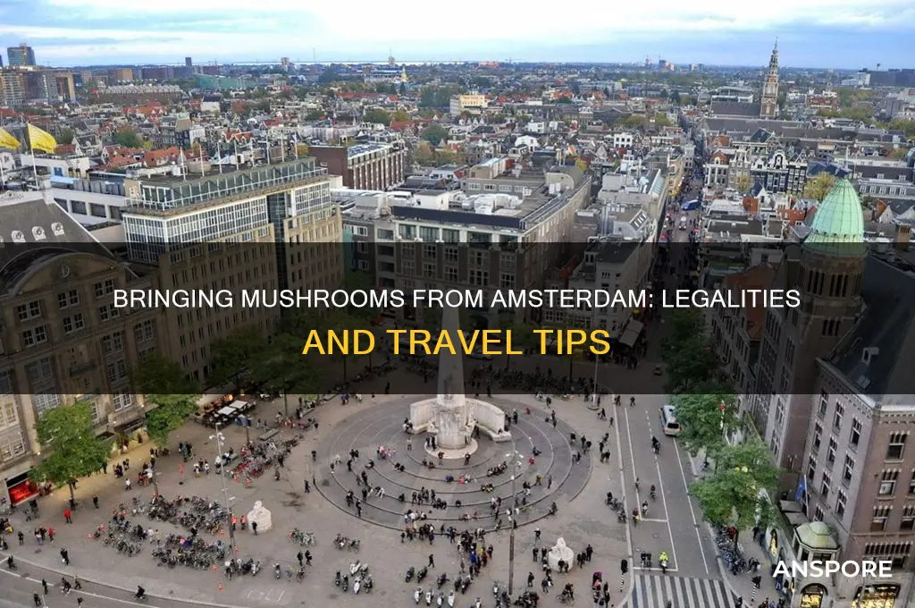 can you bring mushrooms back from amsterdam
