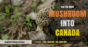 Traveling to Canada? Rules for Bringing Mushrooms Across the Border