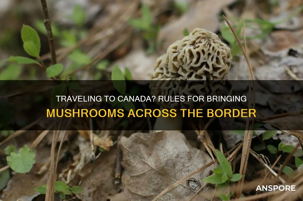 can you bring mushrooms into canada