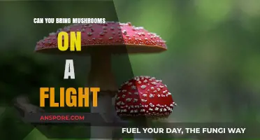 Flying with Fungi: Can You Bring Mushrooms on a Plane?