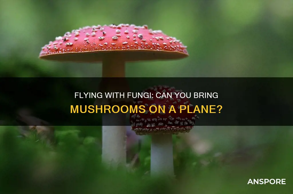 can you bring mushrooms on a flight