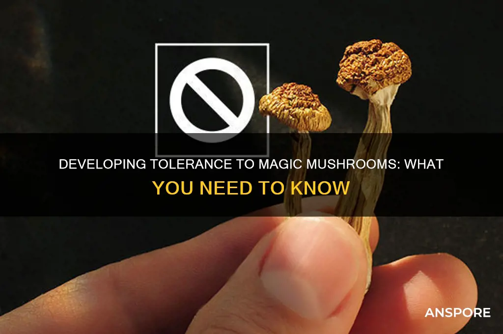 can you build a tolerance to magic mushrooms