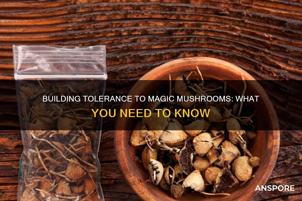 can you build tolerance to magic mushrooms