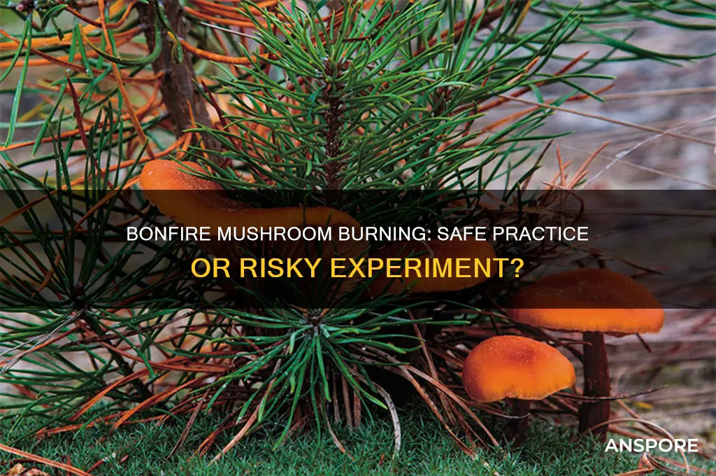 can you burn mushrooms in a bonfire