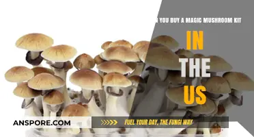 Buying Magic Mushroom Kits in the US: Legal or Not?