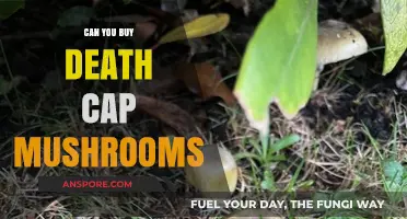 Buying Death Cap Mushrooms: Risks, Legality, and Deadly Consequences