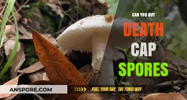 Buying Death Cap Spores: Legal, Ethical, and Safety Concerns Explored