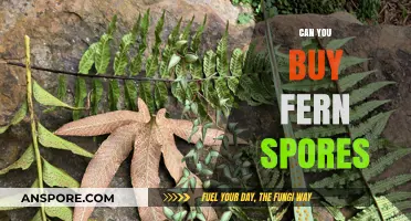 Where to Buy Fern Spores: A Comprehensive Guide for Gardeners