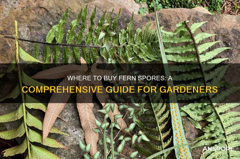 can you buy fern spores