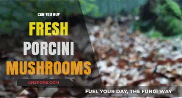 Where to Find and Buy Fresh Porcini Mushrooms: A Guide