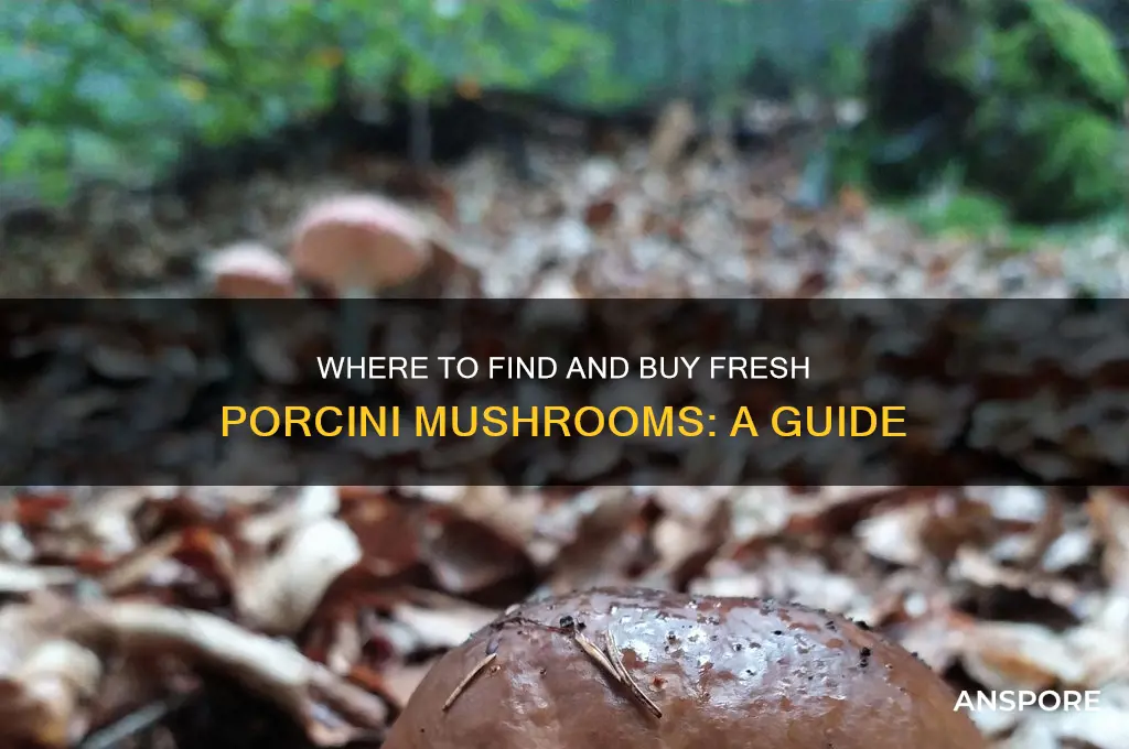 can you buy fresh porcini mushrooms