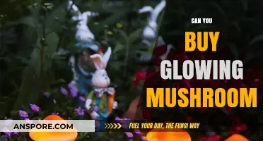 Where to Find and Buy Glowing Mushrooms: A Bioluminescent Guide