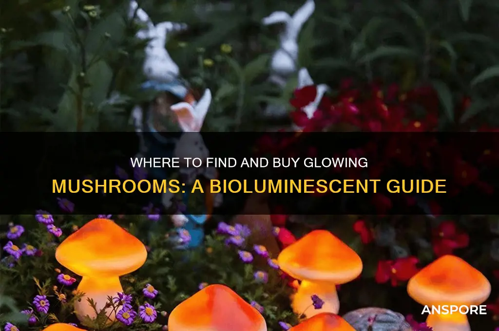 can you buy glowing mushrooms