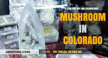Exploring Colorado's Legal Stance on Hallucinogenic Mushrooms: What's Allowed?